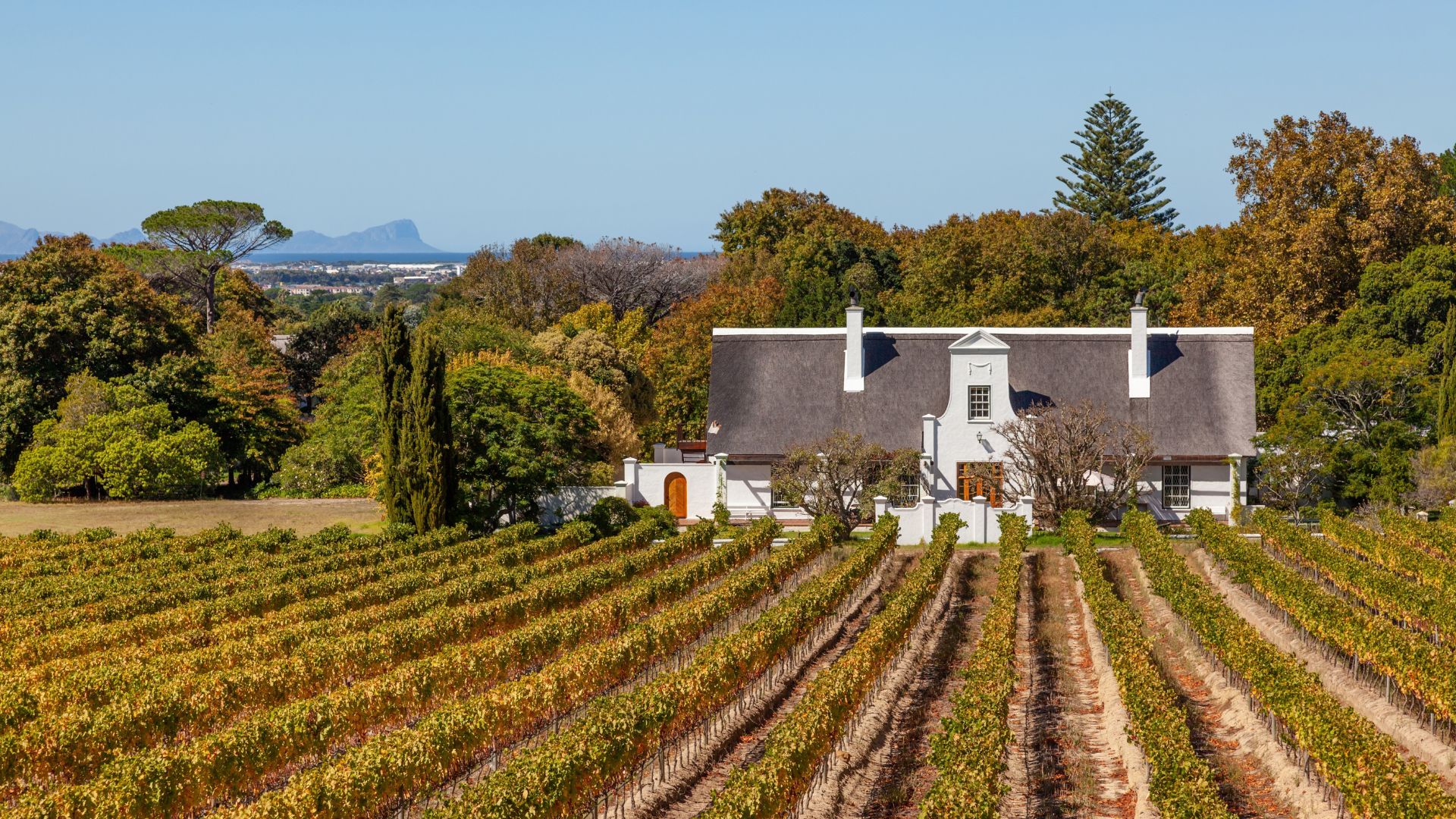 A white house with a dark thatched roof stands behind rows of autumn-colored grapevines, perfect for travel, with a distant mountain range on the horizon.