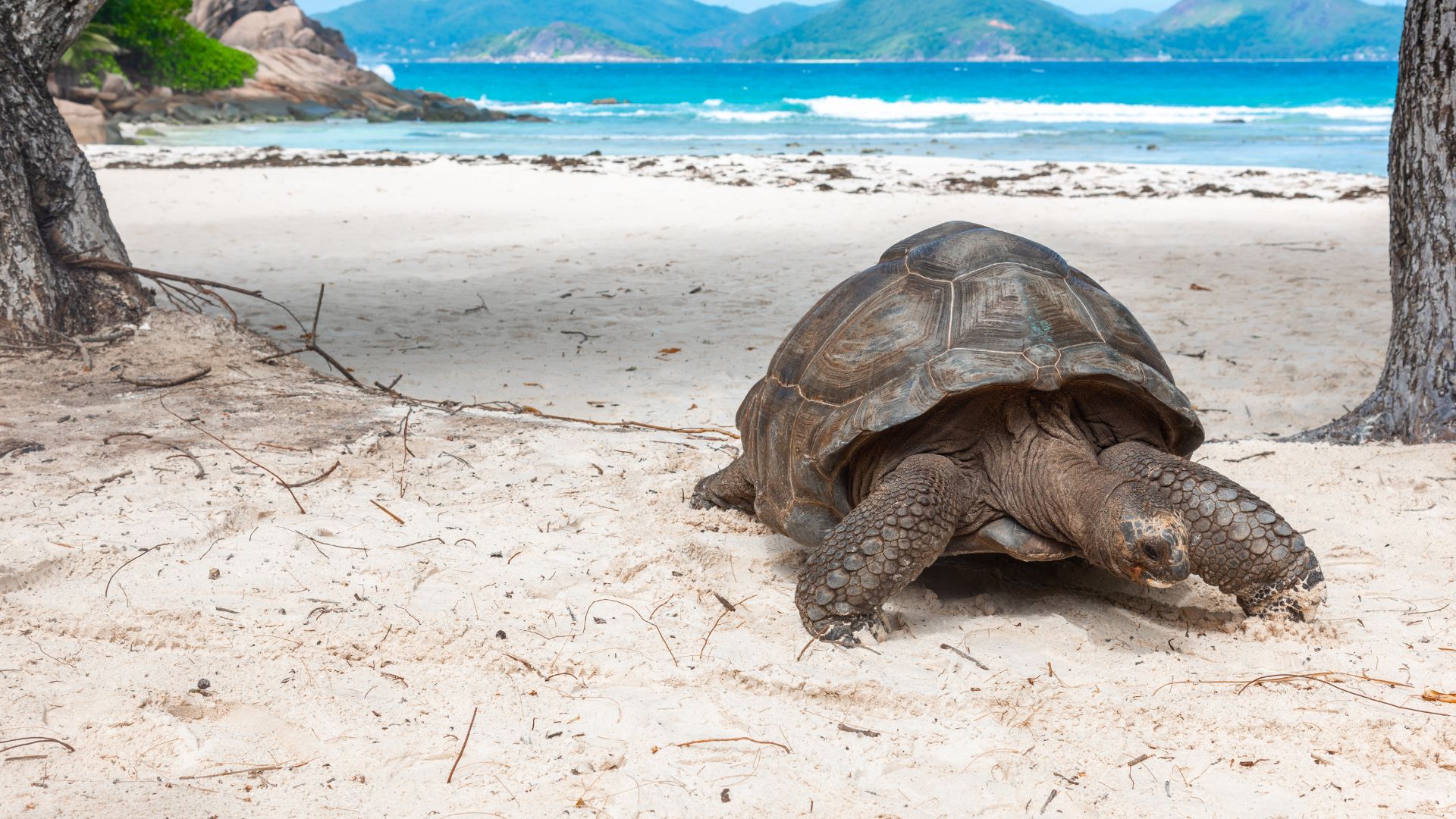 A giant tortoise walks across a sandy beach on a travel destination, with the ocean and distant hills in the background.