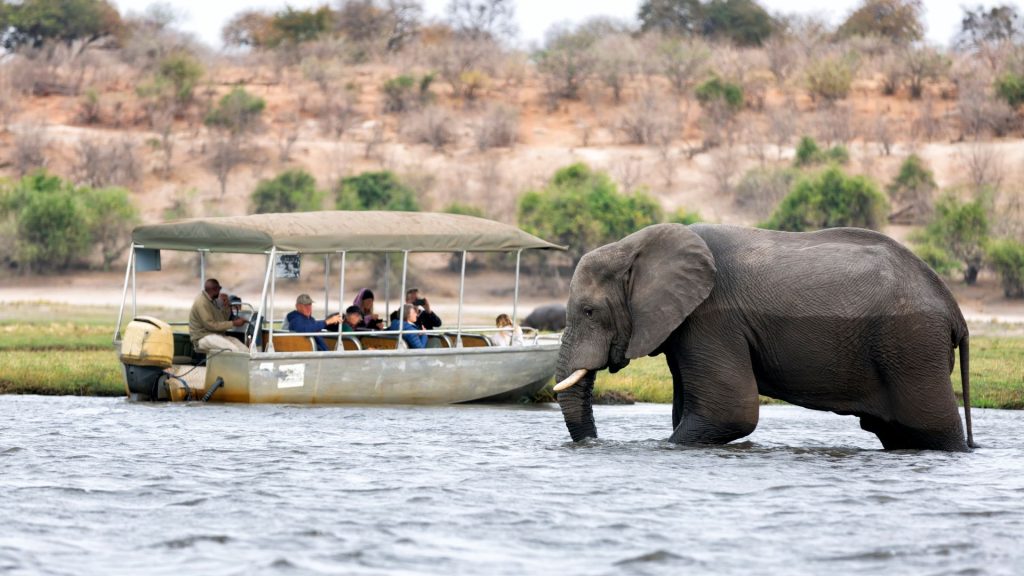 An elephant walks through shallow water past a boat full of people on a travel safari tour.