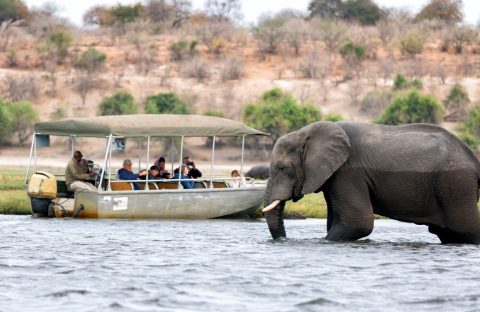 An elephant walks through shallow water past a boat full of people on a travel safari tour.