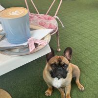 A small brown dog sits on green artificial grass next to a white table holding a light blue cup of coffee, a saucer, and a napkin—capturing a cozy Heritage Day scene. A pink chair with a floral cushion is partially visible nearby.