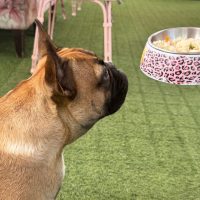 A brown French Bulldog looks up at a person holding a pink leopard-print dog bowl filled with food, on a green carpet with pink furniture in the background, ready to celebrate Heritage Day.