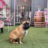 A brown French Bulldog sits on green artificial grass in a pink-themed outdoor café, decorated for Heritage Day, with floral chairs, a barrel, and a menu board in the background.