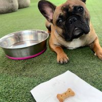 A brown French Bulldog lies on artificial grass next to a large metal water bowl, looking up. In front of the dog, a bone-shaped biscuit on a white napkin adds a festive touch for Heritage Day.
