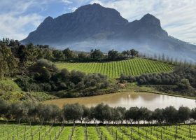 Rolling vineyards and quiet farm dams define the peaceful rhythm of Franschhoek. A scenic vineyard with rows of grapevines, a small pond, and lush green trees, set against a backdrop of a large, rocky mountain under a partly cloudy sky.