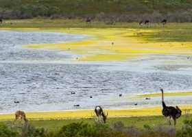Wildlife grazes freely across the wetlands of De Hoop Nature Reserve. A lakeside scene with green and yellow vegetation, several birds in the water and on the shore, and three large animals—two antelopes and an ostrich—grazing in the foreground. Shrubs and more animals are in the background.