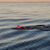 A swimmer wearing a pink swim cap is swimming alone in calm, open water under a clear sky, with gentle ripples on the surface and the horizon visible in the distance.